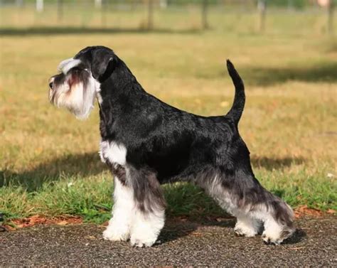 Schnauzer Miniatura Negro Y Plata Bell Simo Lidia Sico En Venta En