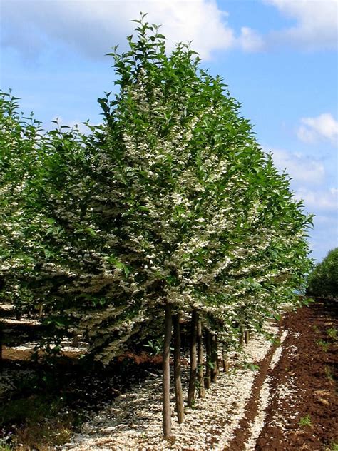 Styrax Japonicus Snowcone Japanese Snowbell Siteone