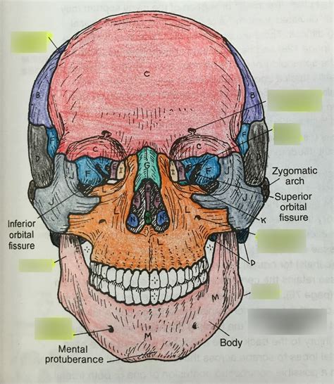 Skull Bones And Markings Diagram Quizlet