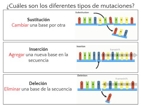 Mutaciones Biology Quizizz