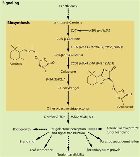 Summary of strigolactone biosynthetic and signaling pathways. The ...