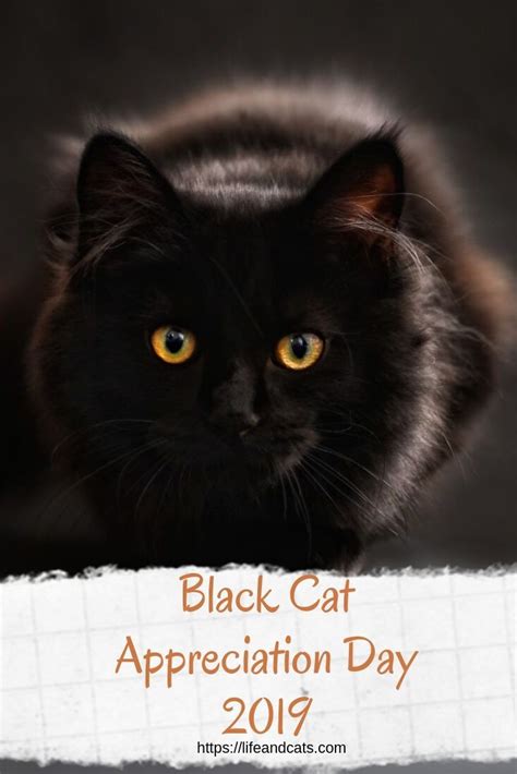 Black Cat Appreciation Day | Black cat appreciation day, Cats, Black cat