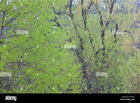 Rain Falling On Trees