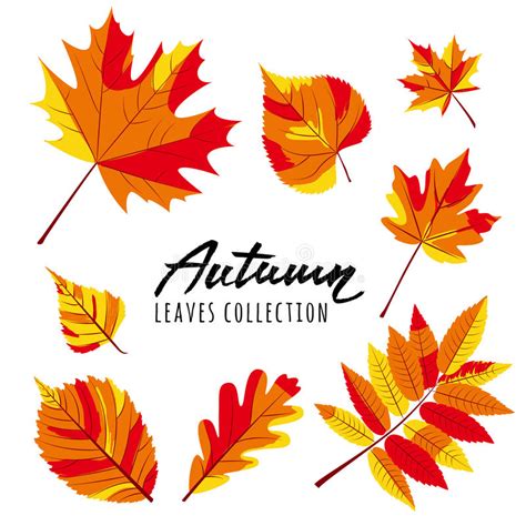 Set Of Autumn Leaves Yellow And Red Hand Drawn Fall Leaves Stock