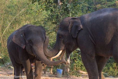 Elephant Communication - Phang Nga Elephant Park