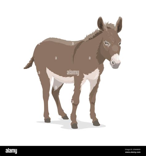 Donkey Ass Cartoon