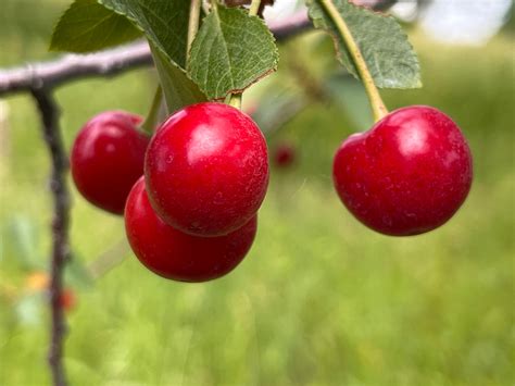 Montmorency Cherry — Roots To Fruits Nursery