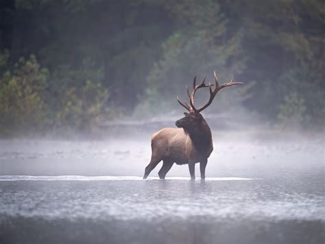 Are There Elk In Scotland