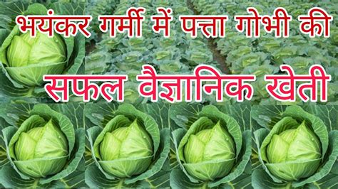 पतत गभ क खत Patta gobhi ki kheti kaise karen Cabbage pharming