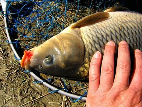 為什麼南方認為鯉魚是「發物」北方卻把它當作美食 每日頭條