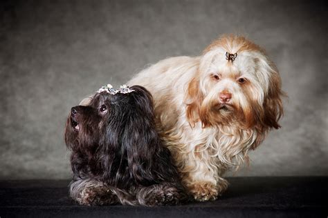 Обязанности владельца собаки