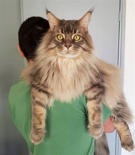 Adopt A Maine Coon Cat From Maine Coon Adoptions Catsinfo