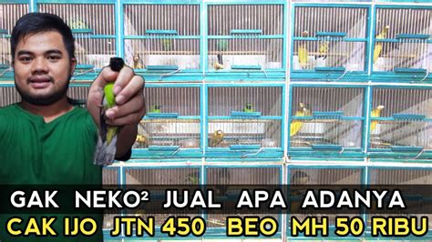 Jarang Terjadi Cak Ijo Jtn Beo Ribu Kacer Ribu Kios Burung