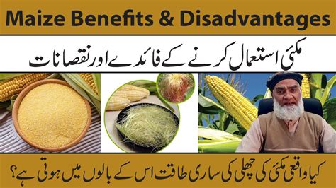 Corn Maize Benefits Disadvantages Urdu Hindi Makai Ke Fayde Aur