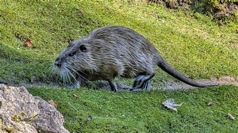 Nutria Rodent Coypu Free Photo On Pixabay Pixabay