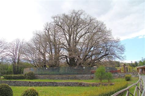 The Oldest And Largest Chestnut Tree In The World The Hundred Horse