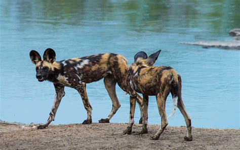 The Wild Dogs Of Malawi A Historic Reintroduction African Parks