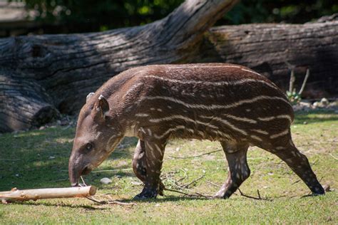 Anta brasileira - Animais - Biologia - InfoEscola