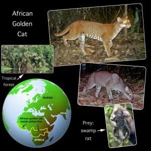 African Golden Cat Facts For Kids – Michael Broad