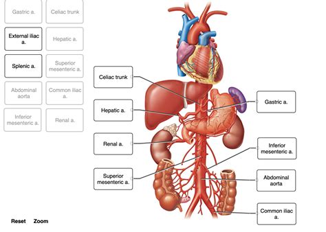 Label The Branches Of The Abdominal Aorta Chegg