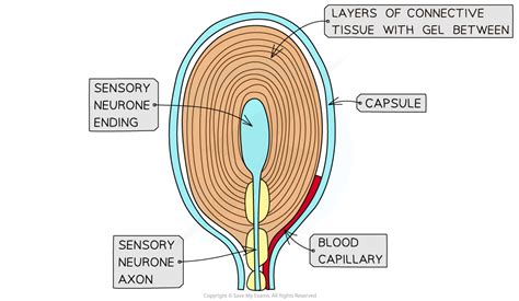 The Pacinian Corpuscle Aqa A Level Biology Revision Notes