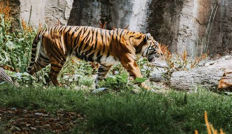 The San Francisco Zoo Has Re-Opened To Visitors