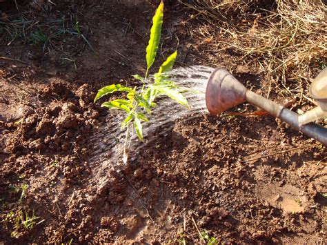 Cnec Sustent Vel Projeto Plantando O Futuro Ensino M Dio