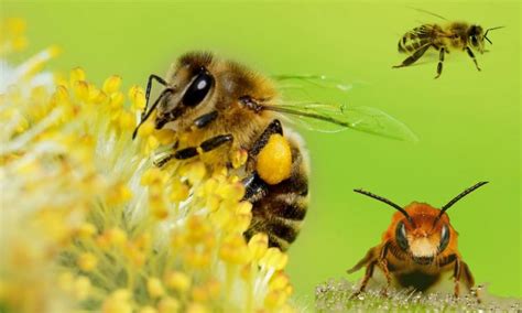 Nidos De Abejas Y Enjambres Beecome