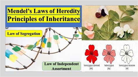 Mendels Laws Of Heredity Principles Of Inheritance Law Of