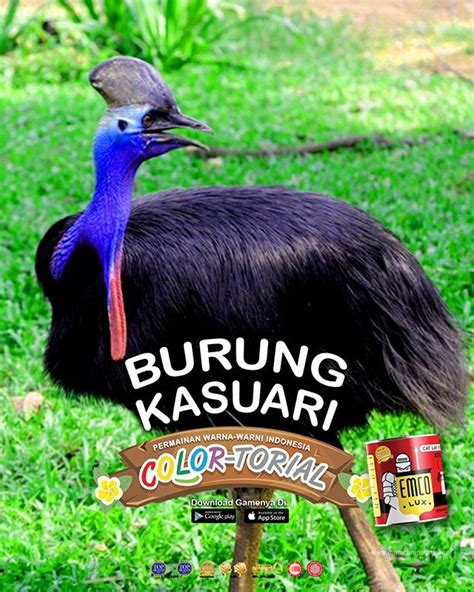 Kenalan Yuk Dengan Burung Kasuari Kasuari Adalah Burung Yang Tidak