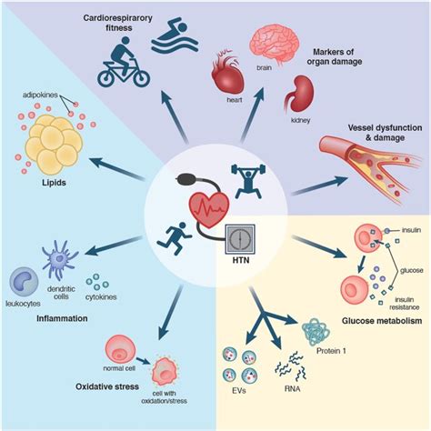 Conventional And Novel Biomarker Categories This Figure Summarizes The