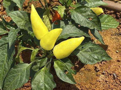 Yellow Capsicum Annuum Plant With Bell Peppers Ripe On Shrub Stock