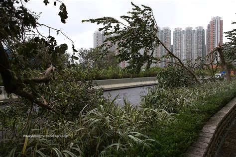 Typhoon Hato Tseung Kwan O Hong Kong Poor Trees Daryl Chapman