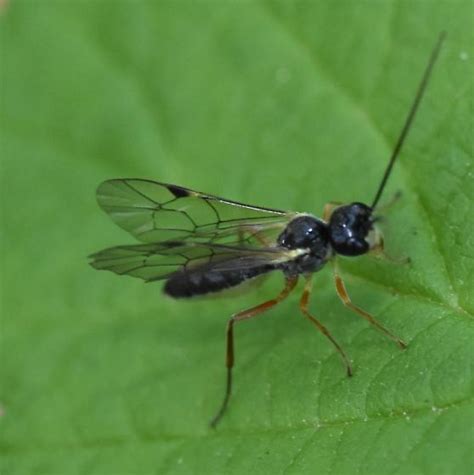 Acrotomus Succinctus BugGuide Net