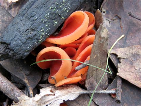 Aleuria Aurantia The Ultimate Mushroom Guide