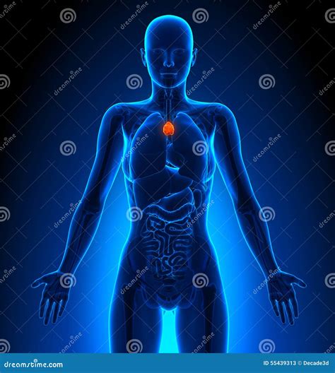 Anatomy Of The Thymus Gland Vector Illustration Cartoondealer