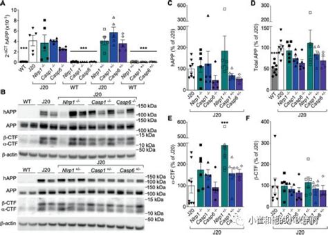 Nlrp1炎性小体Caspase 1或Caspase 6对AD 认知障碍的治疗潜力