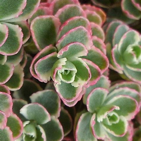 Tricolor Sedum Spurium Succulent Ground Cover Variegated | Etsy