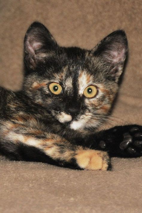 Tortoiseshell Cat Is A Unique Kitty Which Can Only Be Born By Chance