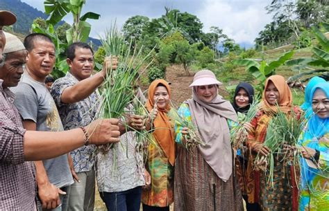 Ketua TP PKK Luwu Kunjungi Kebun Bawang Merah Di Gunung Lempo Media