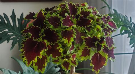 11 Full Sun Coleus Varieties For Sunny Gardens Landscape Borders