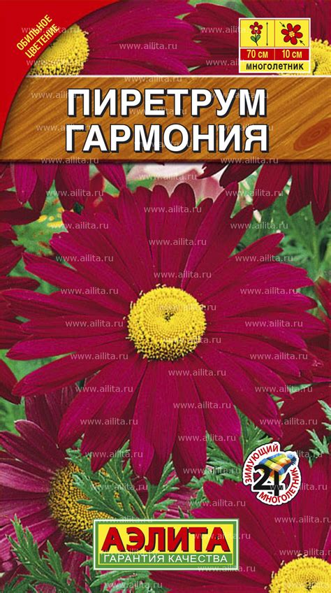 Ромашка Пиретрум — Выращивание из Семян — Мои Идеи Для Дачи и Сада