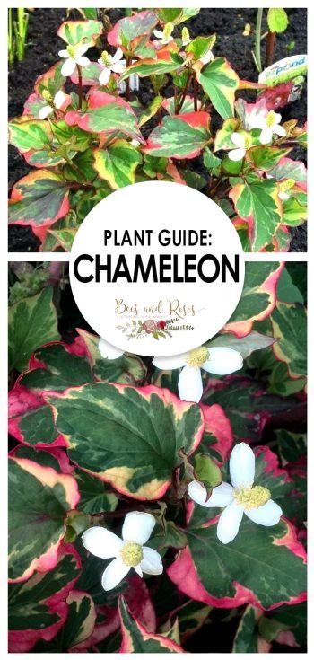 Plant Guide: Chameleon Plant ~ Bees and Roses