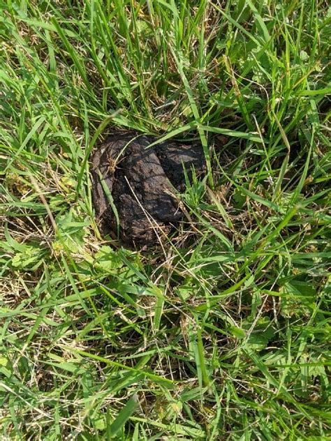 Bear Scat Ranimalid