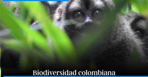 D A Nacional De La Biodiversidad Colombia Sigue Consolid Ndose