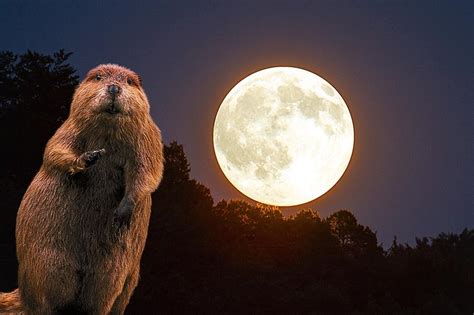 Fall's Final Full Moon is November's Beaver Moon