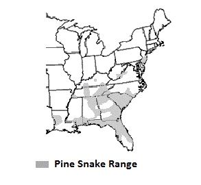 Pine Snake Facts and Pictures