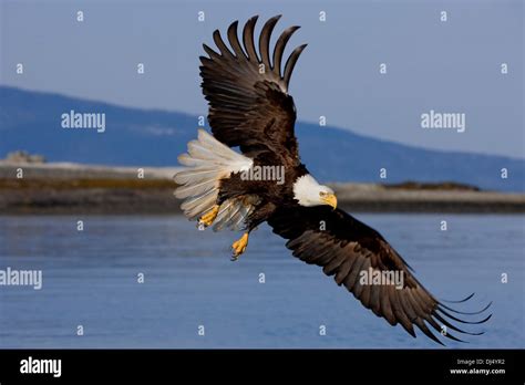 A Bald Eagle In Flight Inside Passage Southeast Alaska Stock Photo