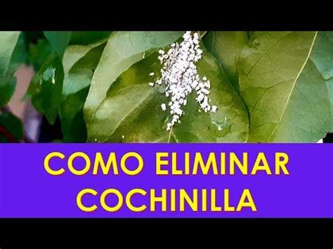 COMO ELIMINAR COCHINILLAS De Una Forma Casera Paso A Paso YouTube