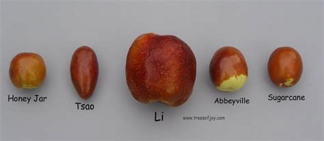 Jujube Black Sea Central Texas Fruit Jujube Tree Jujube Fruit